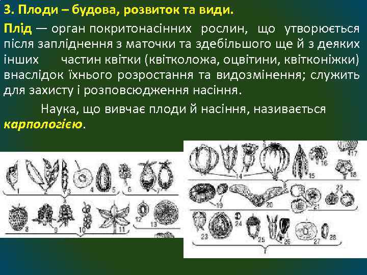 3. Плоди – будова, розвиток та види. Плід — орган покритонасінних рослин, що утворюється