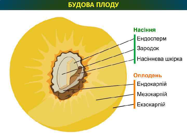 БУДОВА ПЛОДУ 