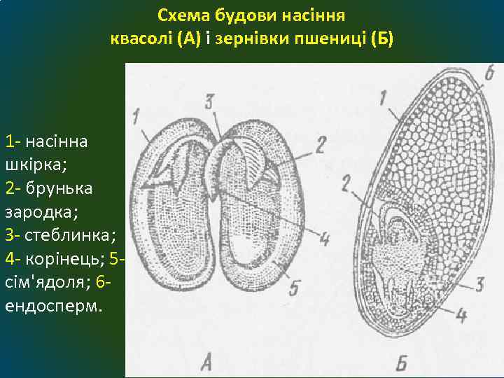 Схема будови насіння квасолі (А) і зернівки пшениці (Б) 1 насінна шкірка; 2 брунька