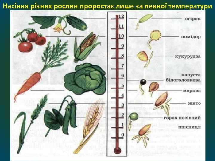 Насіння різних рослин проростає лише за певної температури 
