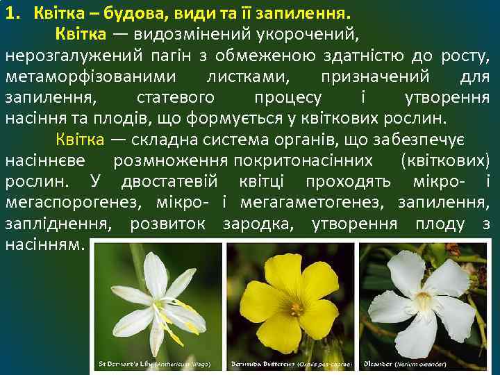 1. Квітка – будова, види та її запилення. Квітка — видозмінений укорочений, нерозгалужений пагін