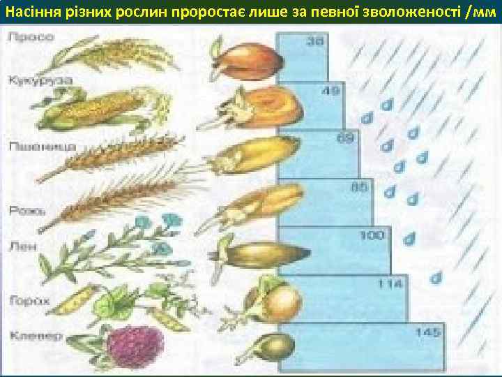 Насіння різних рослин проростає лише за певної зволоженості /мм 