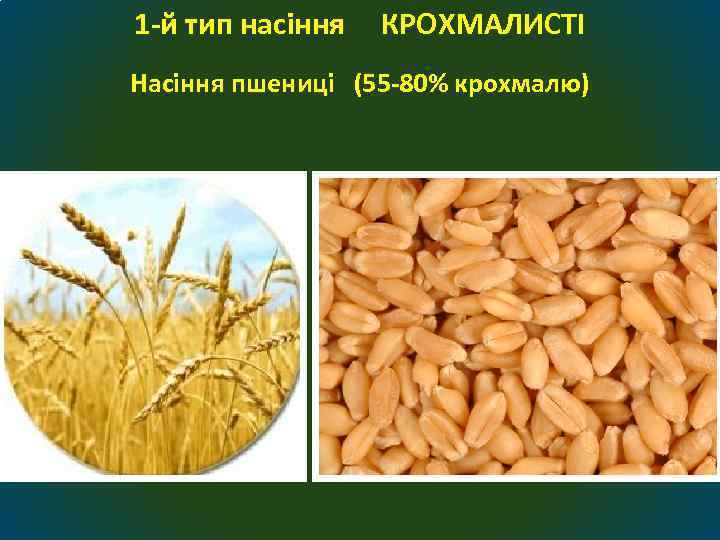 1 -й тип насіння КРОХМАЛИСТІ Насіння пшениці (55 -80% крохмалю) 