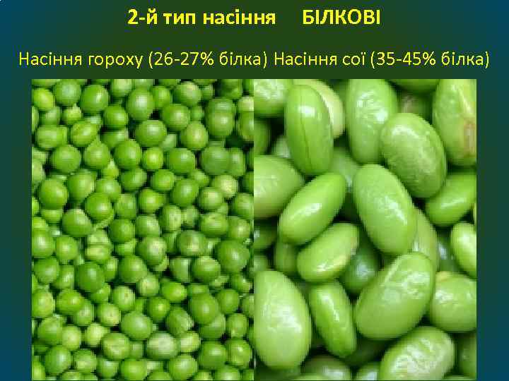 2 -й тип насіння БІЛКОВІ Насіння гороху (26 27% білка) Насіння сої (35 45%