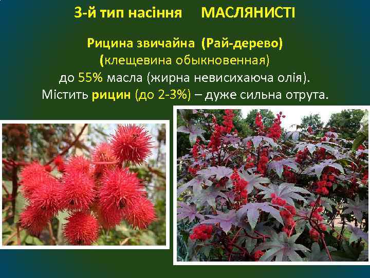 3 -й тип насіння МАСЛЯНИСТІ Рицина звичайна (Рай-дерево) (клещевина обыкновенная) до 55% масла (жирна