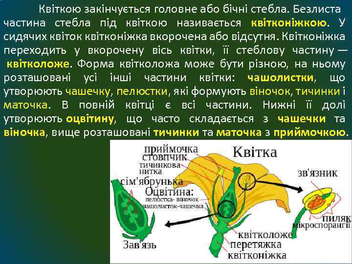Квіткою закінчується головне або бічні стебла. Безлиста частина стебла під квіткою називається квітконіжкою. У