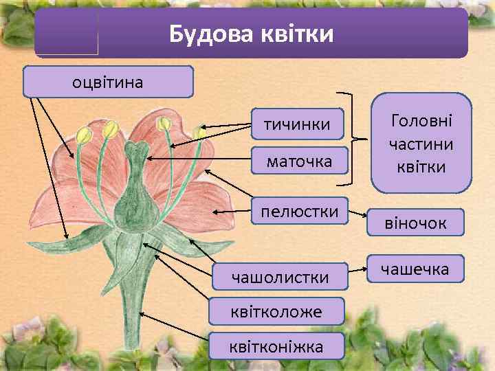 Будова квітки оцвітина тичинки маточка пелюстки чашолистки квітколоже квітконіжка Головні частини квітки віночок чашечка