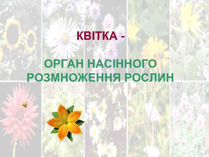 КВІТКА. ОРГАН НАСІННОГО РОЗМНОЖЕННЯ РОСЛИН 