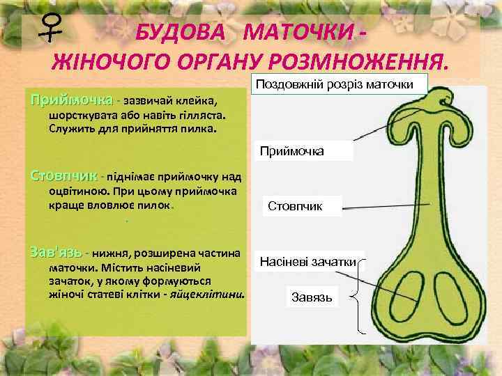 БУДОВА МАТОЧКИ ЖІНОЧОГО ОРГАНУ РОЗМНОЖЕННЯ. Приймочка - зазвичай клейка, Поздовжній розріз маточки шорсткувата або