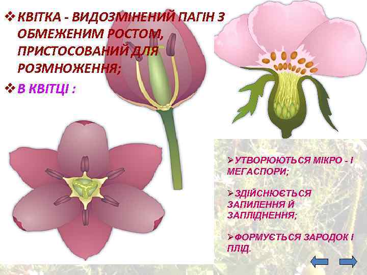 v КВІТКА - ВИДОЗМІНЕНИЙ ПАГІН З ОБМЕЖЕНИМ РОСТОМ, ПРИСТОСОВАНИЙ ДЛЯ РОЗМНОЖЕННЯ; v В КВІТЦІ