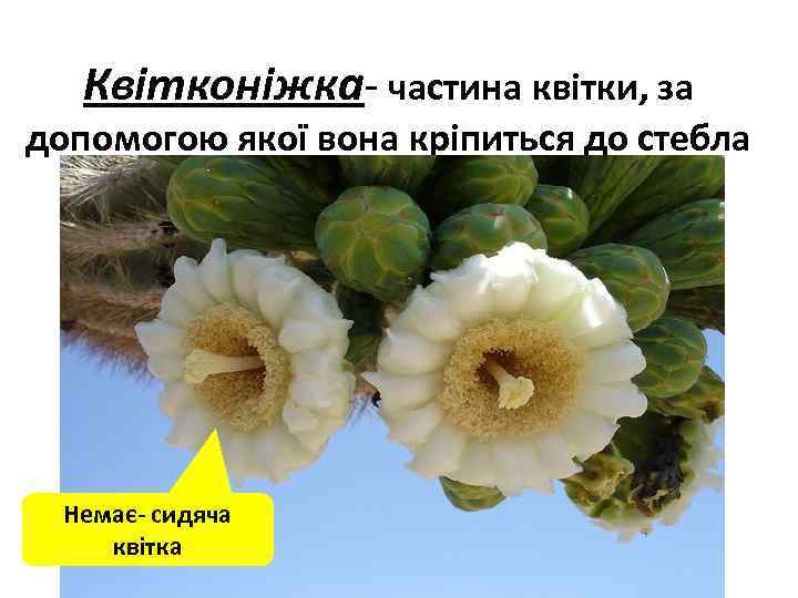 Квітконіжка- частина квітки, за допомогою якої вона кріпиться до стебла Немає- сидяча квітка 
