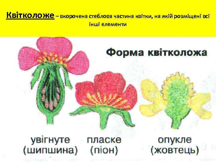 Квітколоже – вкорочена стеблова частина квітки, на якій розміщені всі інші елементи 