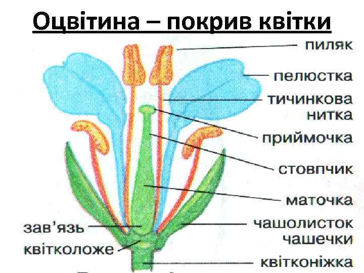 Оцвітина – покрив квітки 