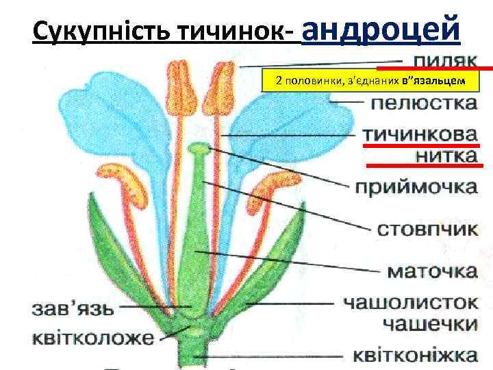 Сукупність тичинок- андроцей 2 половинки, з'єднаних в”язальцем 