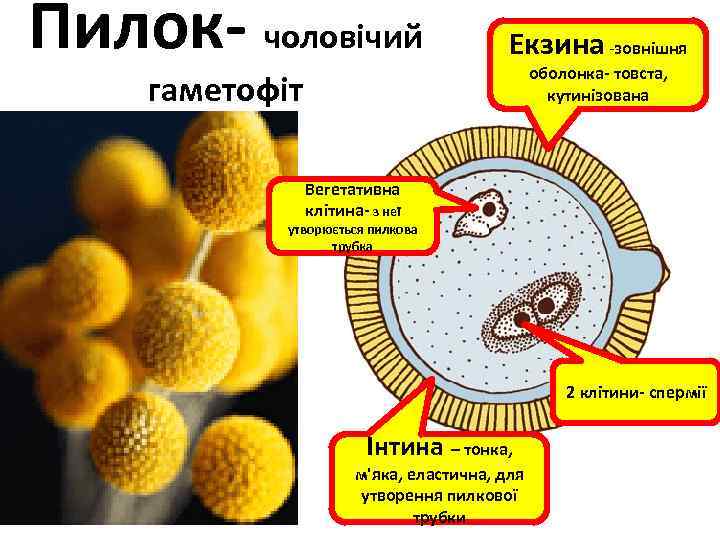 Пилок- чоловічий Екзина -зовнішня гаметофіт оболонка- товста, кутинізована Вегетативна клітина- з неї утворюється пилкова