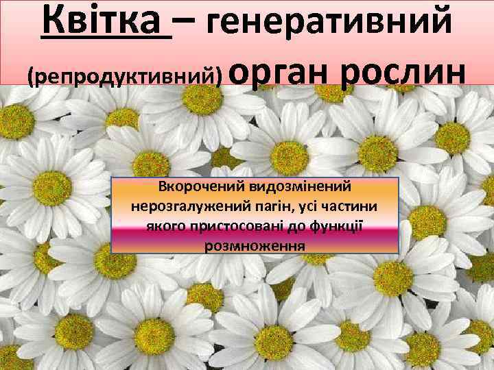 Квітка – генеративний (репродуктивний) орган рослин Вкорочений видозмінений нерозгалужений пагін, усі частини якого пристосовані