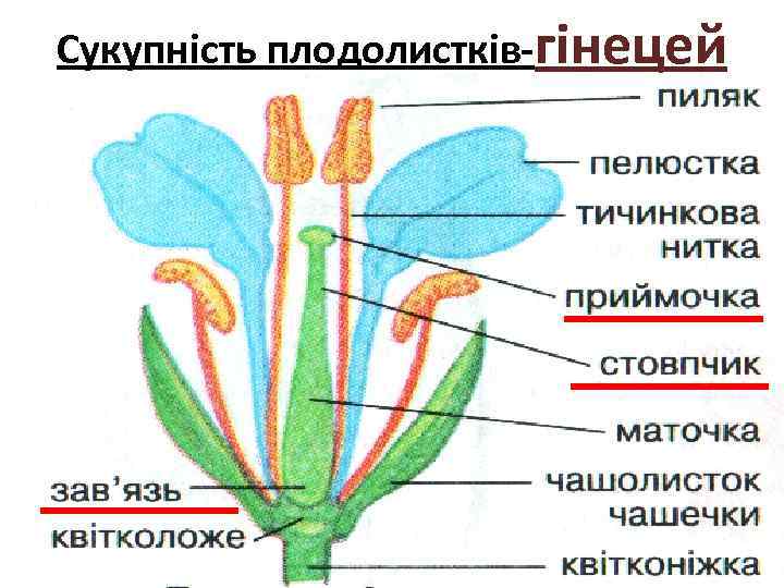 Сукупність плодолистків-гінецей 