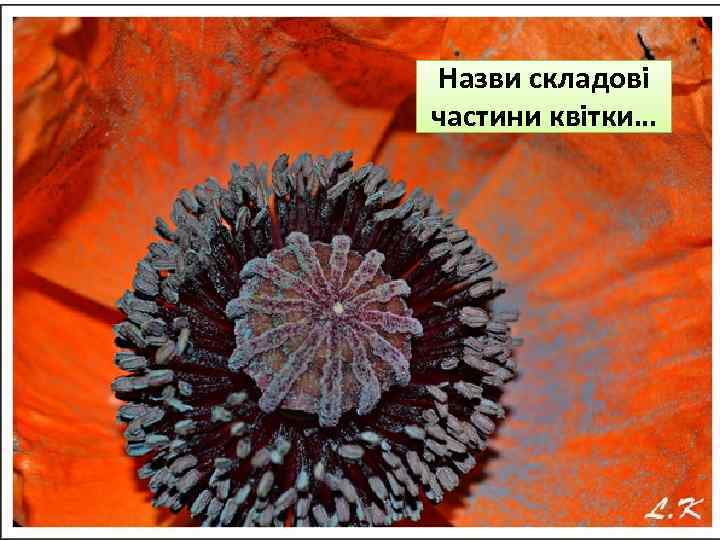 Назви складові частини квітки… 