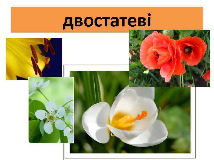 двостатеві 