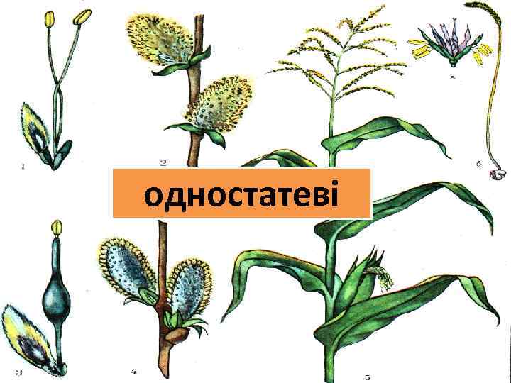 одностатеві 