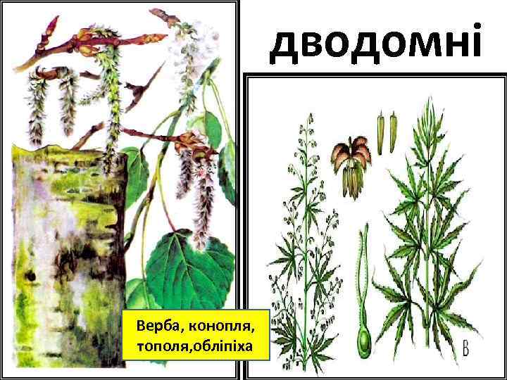 дводомні Верба, конопля, тополя, обліпіха 
