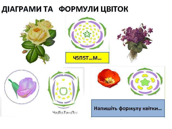 ДІАГРАМИ ТА ФОРМУЛИ ЦВІТОК Ч 5 П 5 Т…М… Напишіть формулу квітки… 