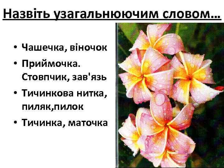 Назвіть узагальнюючим словом… • Чашечка, віночок • Приймочка. Стовпчик, зав'язь • Тичинкова нитка, пиляк,