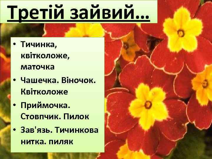Третій зайвий… • Тичинка, квітколоже, маточка • Чашечка. Віночок. Квітколоже • Приймочка. Стовпчик. Пилок