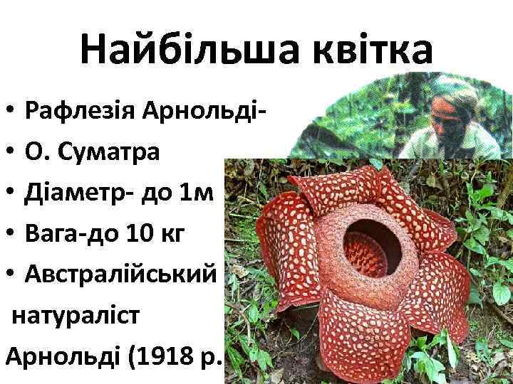 Найбільша квітка • Рафлезія Арнольді • О. Суматра • Діаметр- до 1 м •