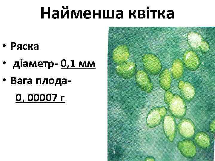 Найменша квітка • Ряска • діаметр- 0, 1 мм • Вага плода 0, 00007