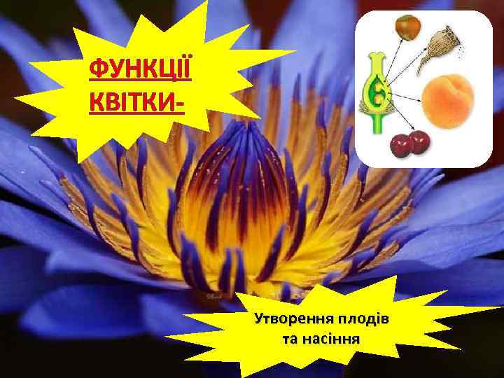 ФУНКЦІЇ КВІТКИ- Утворення плодів та насіння 