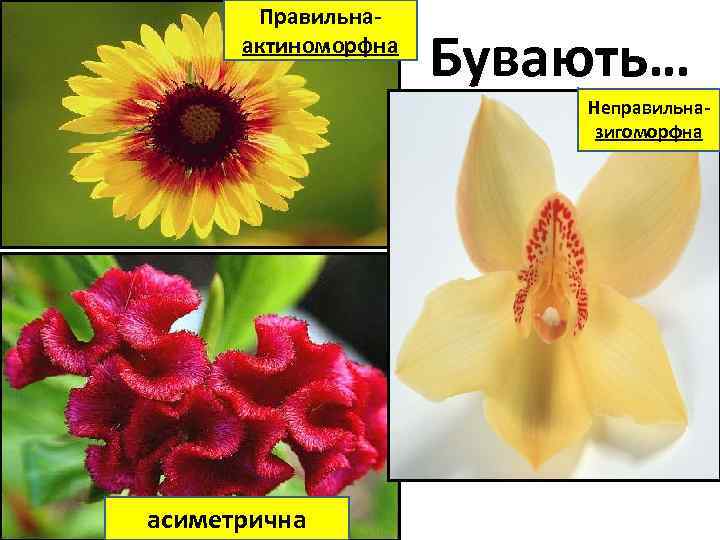 Правильнаактиноморфна Бувають… Неправильназигоморфна асиметрична 