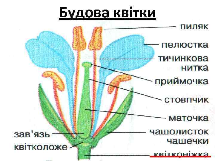 Будова квітки 