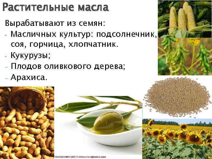 Растительные масла Вырабатывают из семян: - Масличных культур: подсолнечник, соя, горчица, хлопчатник. - Кукурузы;