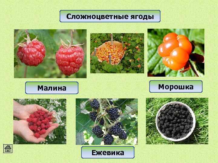 Сложноцветные ягоды Морошка Малина Ежевика 
