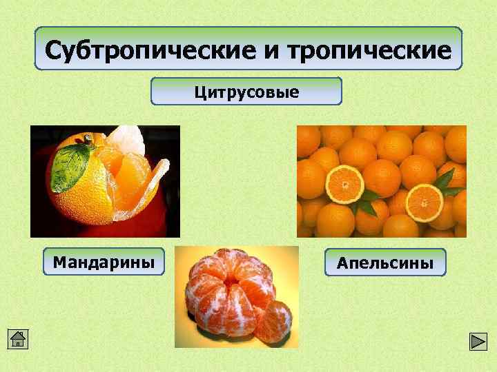 Субтропические и тропические Цитрусовые Мандарины Апельсины 