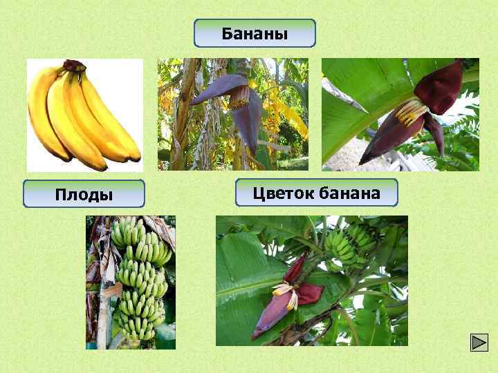 Бананы Плоды Цветок банана 