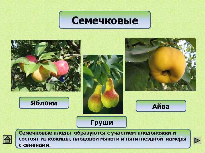 Семечковые Яблоки Айва Груши Семечковые плоды образуются с участием плодоножки и состоят из кожицы,
