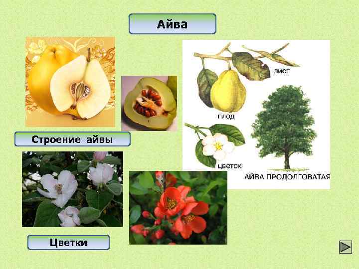 Айва Строение айвы Цветки 