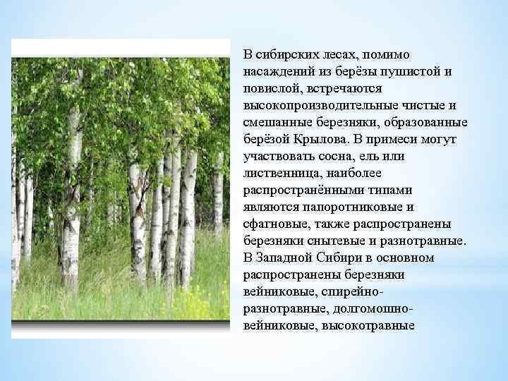 К продуцентам биоценозов относят березу повислую. Берёза пушистая. Береза березовый Березняк. Тип леса Березняк.