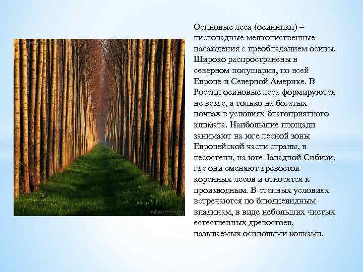 Лес относится. Коренной Тип леса. Листопадные мелколиственные насаждения с преобладанием осины.. Тип леса Березняк. Вторичный Тип леса.