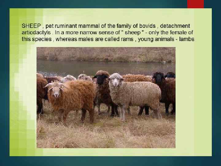 Sheep are the most common on the globe view farm animals thanks to the