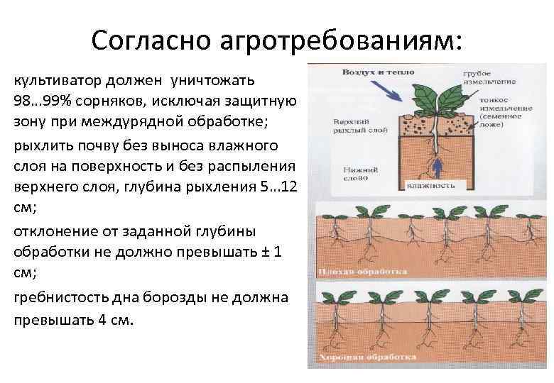 Согласно агротребованиям: • культиватор должен уничтожать 98… 99% сорняков, исключая защитную зону при междурядной