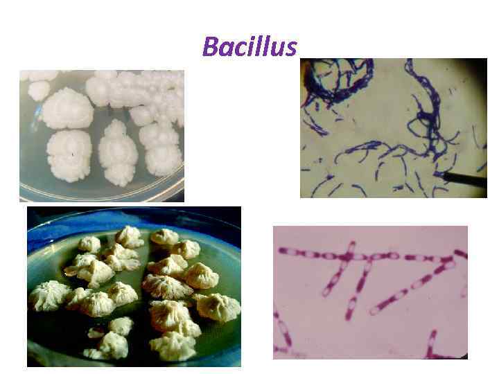 Bacillus 