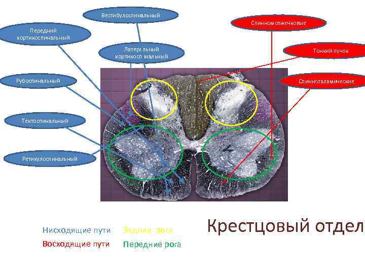 Вестибулоспинальный Спинномозжечковые Передний кортикоспинальный Латеральный кортикоспинальный Рубоспинальный Тонкий пучок Спинноталамические Тектоспинальный Ретикулоспинальный Нисходящие пути