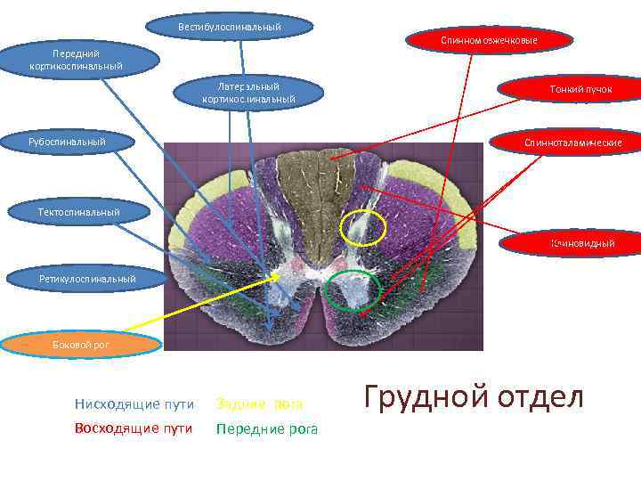 Вестибулоспинальный Спинномозжечковые Передний кортикоспинальный Латеральный кортикоспинальный Рубоспинальный Тонкий пучок Спинноталамические Тектоспинальный Клиновидный Ретикулоспинальный Боковой