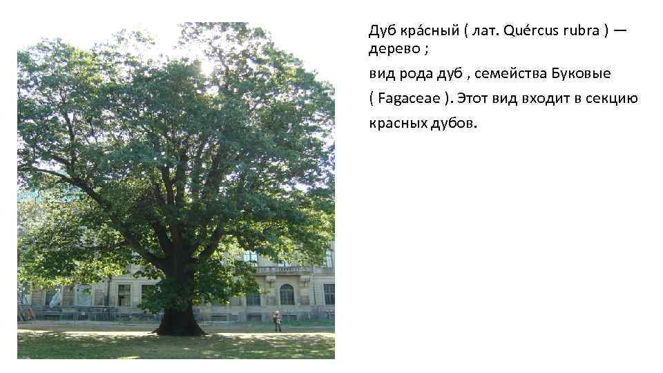 Дуб кра сный ( лат. Quércus rubra ) — дерево ; вид рода дуб