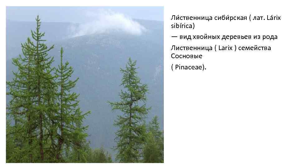 Ли ственница сиби рская ( лат. Lárix sibírica) — вид хвойных деревьев из рода