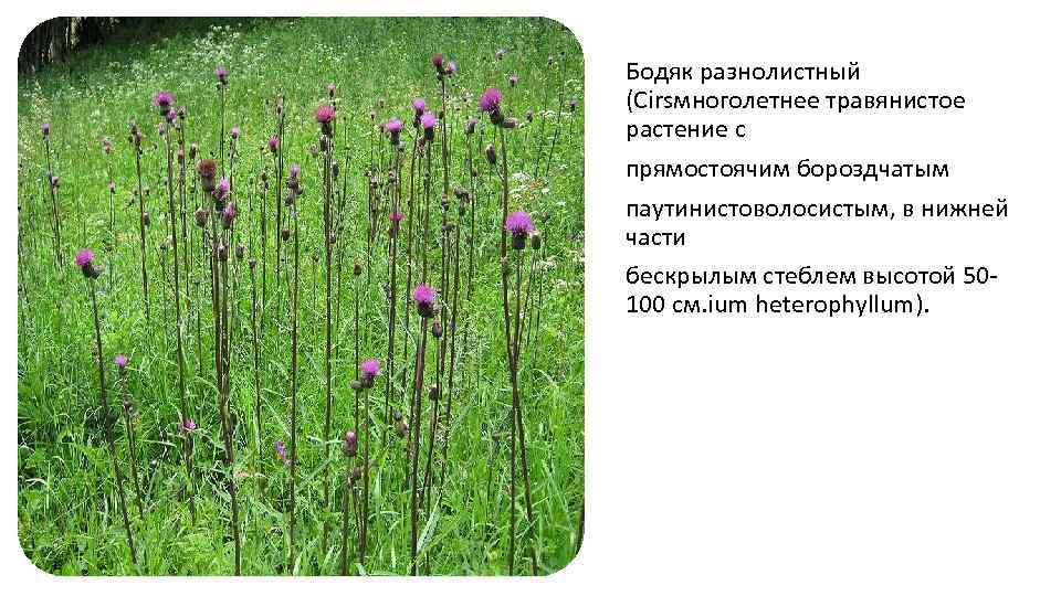 Бодяк разнолистный (Cirsмноголетнее травянистое растение с прямостоячим бороздчатым паутинистоволосистым, в нижней части бескрылым стеблем