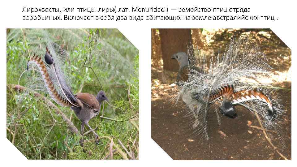 Лирохвосты, или птицы-лиры( лат. Menuridae ) — семейство птиц отряда воробьиных. Включает в себя